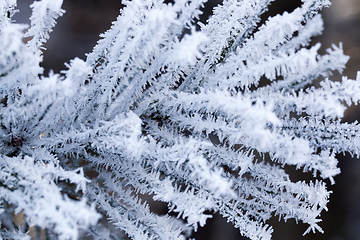 Image showing Pine forest, close-up