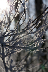 Image showing branch of deciduous trees