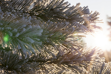 Image showing Pines in the frost