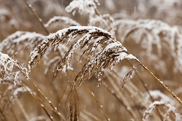 Image showing dry yellow grass