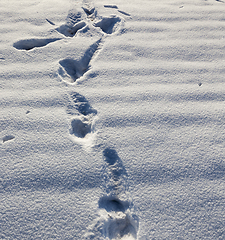 Image showing Footprints of a person