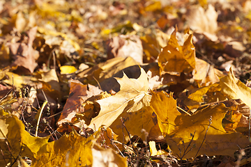 Image showing Yellow foliage, autumn