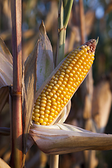 Image showing Mature corn