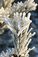 Image showing Pine in a frost