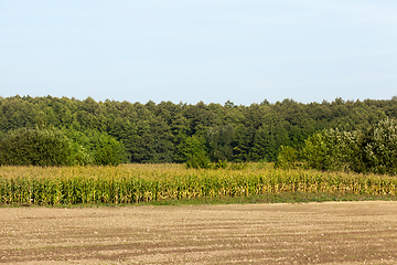 Image showing field with green corn