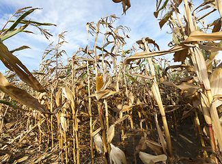 Image showing Field corn, agriculture