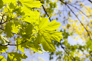 Image showing Beautiful green leaves