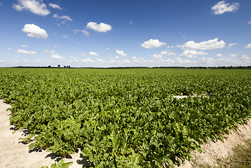 Image showing Sugar beet field