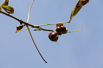 Image showing open chestnut shells