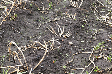 Image showing dry tops of potatoes