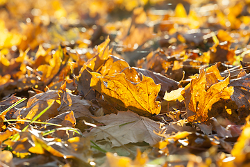 Image showing fallen maple leaves