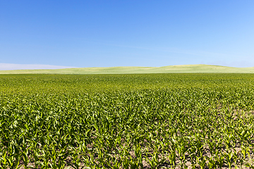 Image showing agricultural field