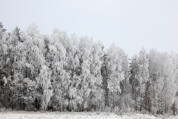 Image showing heavy branches of trees