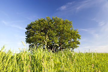 Image showing springtime scenery