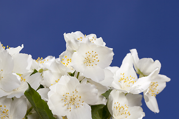 Image showing Jasmine blooms