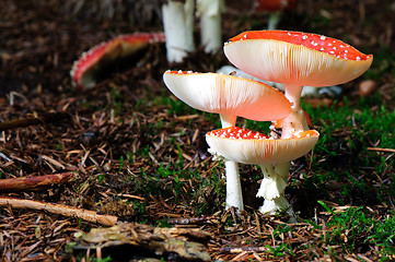 Image showing Amanita muscaria