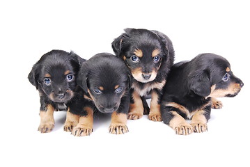 Image showing Group of Puppies