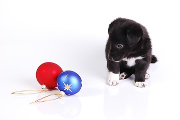 Image showing Puppy and two Christmas balls