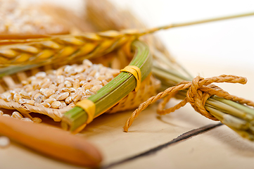 Image showing organic barley grains