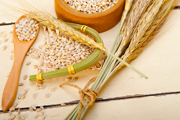 Image showing organic barley grains