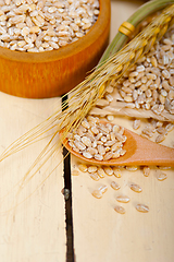 Image showing organic barley grains