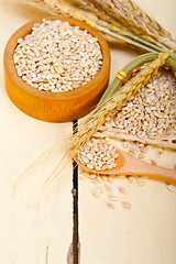 Image showing organic barley grains