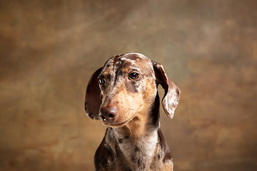 Image showing Cute puppy of Dachshund dog posing isolated over brown background