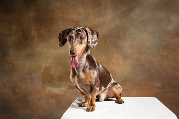 Image showing Cute puppy of Dachshund dog posing isolated over brown background