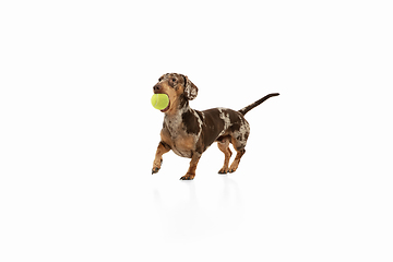 Image showing Cute puppy of Dachshund dog posing isolated over white background