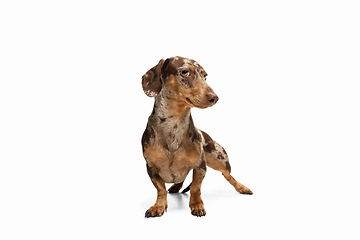 Image showing Cute puppy of Dachshund dog posing isolated over white background