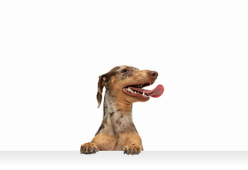 Image showing Cute puppy of Dachshund dog posing isolated over white background