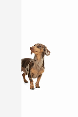 Image showing Cute puppy of Dachshund dog posing isolated over white background