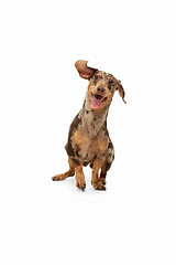 Image showing Cute puppy of Dachshund dog posing isolated over white background