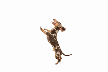 Image showing Cute puppy of Dachshund dog posing isolated over white background