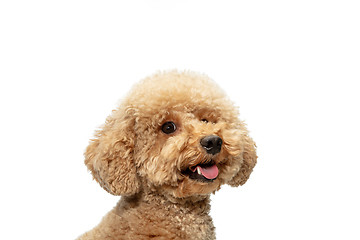 Image showing Cute puppy of Maltipoo dog posing isolated over white background