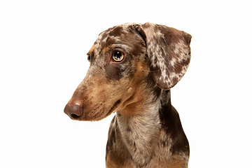 Image showing Cute puppy of Dachshund dog posing isolated over white background