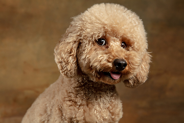 Image showing Cute puppy of Maltipoo dog posing isolated over brown background