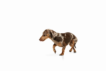 Image showing Cute puppy of Dachshund dog posing isolated over white background