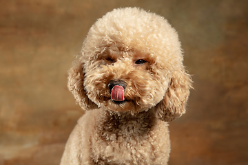 Image showing Cute puppy of Maltipoo dog posing isolated over brown background