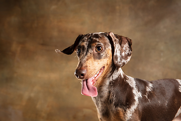 Image showing Cute puppy of Dachshund dog posing isolated over brown background