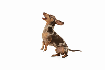 Image showing Cute puppy of Dachshund dog posing isolated over white background