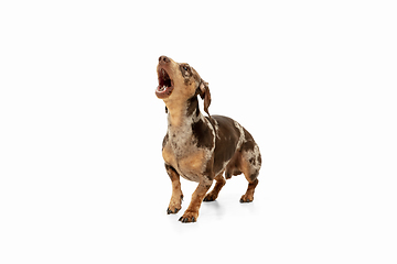 Image showing Cute puppy of Dachshund dog posing isolated over white background