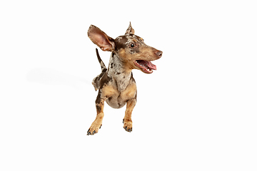 Image showing Cute puppy of Dachshund dog posing isolated over white background