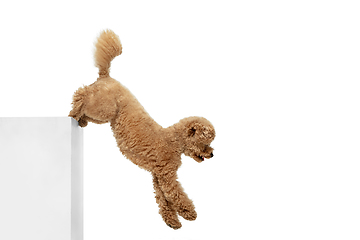 Image showing Cute puppy of Maltipoo dog posing isolated over white background