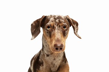 Image showing Cute puppy of Dachshund dog posing isolated over white background