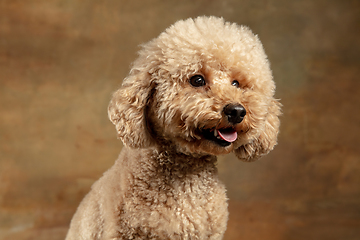 Image showing Cute puppy of Maltipoo dog posing isolated over brown background