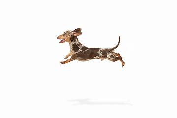 Image showing Cute puppy of Dachshund dog posing isolated over white background