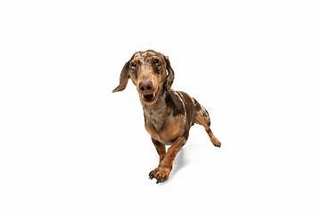 Image showing Cute puppy of Dachshund dog posing isolated over white background