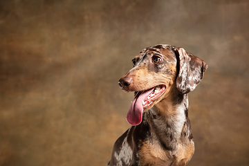 Image showing Cute puppy of Dachshund dog posing isolated over brown background