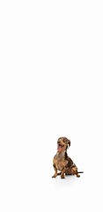 Image showing Cute puppy of Dachshund dog posing isolated over white background